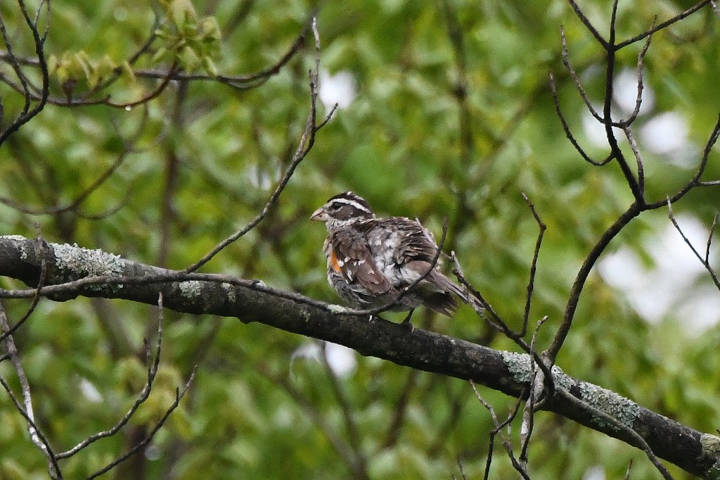 Grossbeak, Rose-breasted, 2018-05204553 Broad Meadow Brook, MA.JPG - Rose-breasted Grossbeak (f). Broad Meadow Brook Wildlife Sanctuary, MA, 5-20-2018